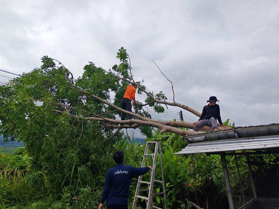 ออกปฏิบัติการออกตัดต้นไม้ที่ล้มทับสายไฟ หมู่ที่ 14 บ้านลาดไทรทอง